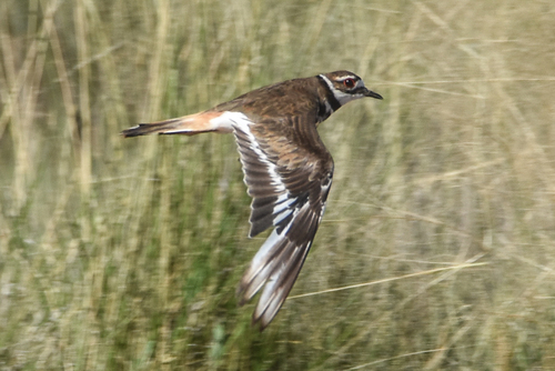 Killdeer photographed in Oklahoma