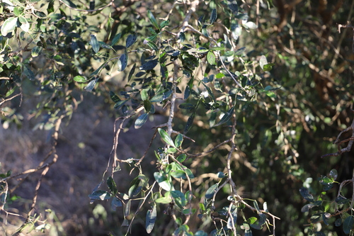 Image of Thorny Karee (Searsia gueinzii) by (c) Suvarna Parbhoo Mohan, some rights reserved (CC BY-SA)