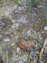 Lobelia tenuior