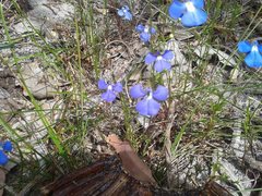 Lobelia tenuior