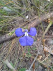 Lobelia tenuior
