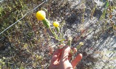 Podotheca gnaphalioides