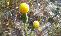 Podotheca gnaphalioides