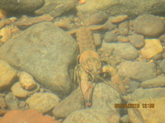 Faxonius illinoiensis