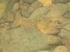 Faxonius illinoiensis