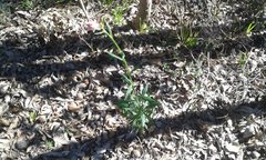 Xerochrysum macranthum