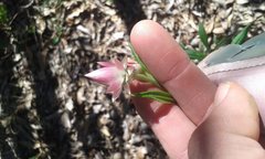 Xerochrysum macranthum