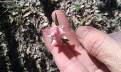 Xerochrysum macranthum