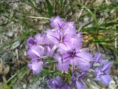 Thysanotus multiflorus