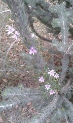 Thysanotus patersonii