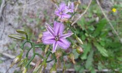 Thysanotus patersonii