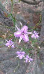 Thysanotus patersonii