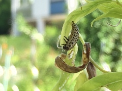 Chrysomela vigintipunctata