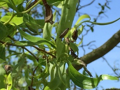 Chrysomela vigintipunctata