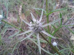 Eryngium pinnatifidum