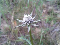 Eryngium pinnatifidum