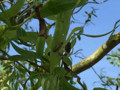 Chrysomela vigintipunctata