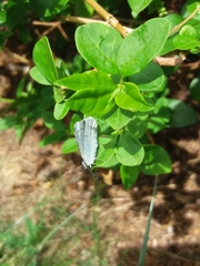 Celastrina argiolus