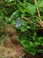 Celastrina argiolus