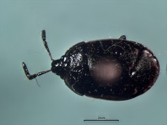 Sehirus cinctus albonotatus