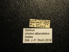 Sehirus cinctus albonotatus