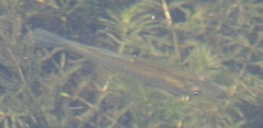 Fundulus diaphanus diaphanus