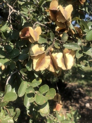 Combretum hereroense hereroense