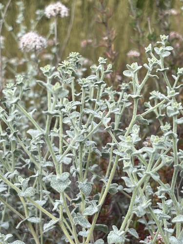 Image of Brickellia nevinii by (c) klicklo, some rights reserved (CC BY)