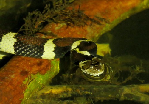 Apiaká Keelback
