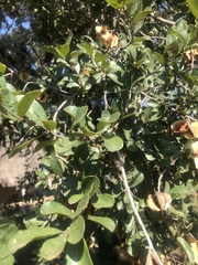 Combretum hereroense hereroense