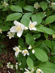 Philadelphus coronarius