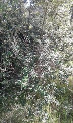 Spyridium globulosum