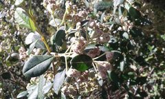 Spyridium globulosum