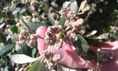 Spyridium globulosum