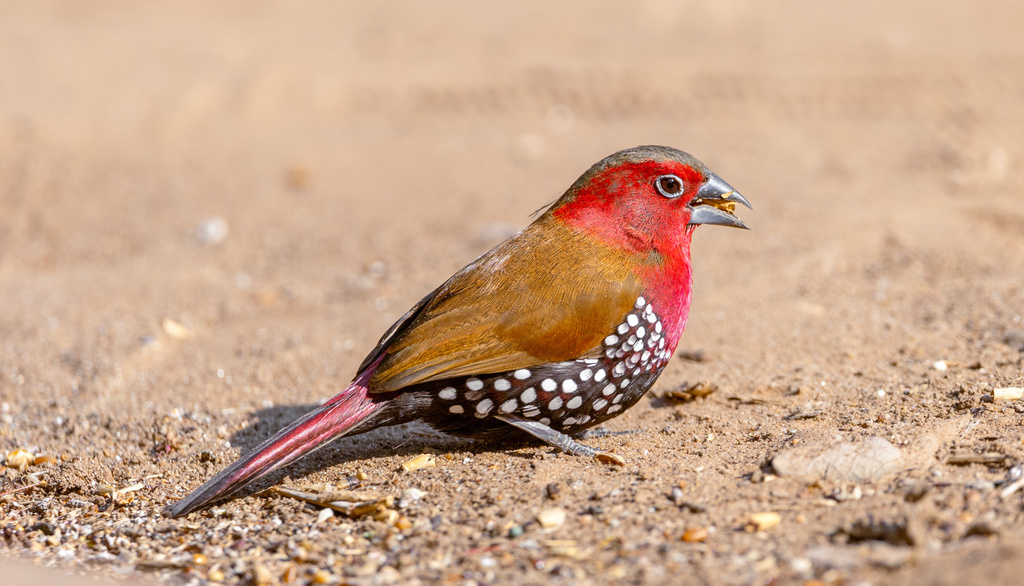 Red-throated Twinspot photo
