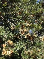 Combretum hereroense hereroense