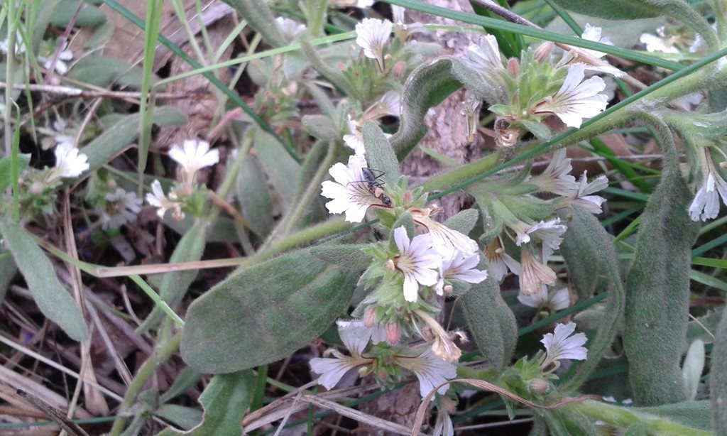 grey scaevola
