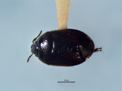 Sehirus cinctus cinctus
