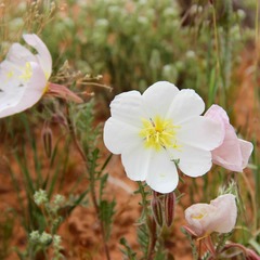 Oenothera albicaulis