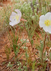 Oenothera albicaulis
