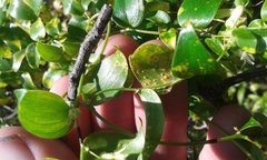 Puccinia myrsiphylli