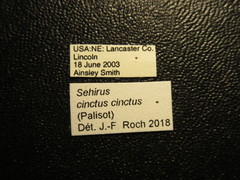 Sehirus cinctus cinctus