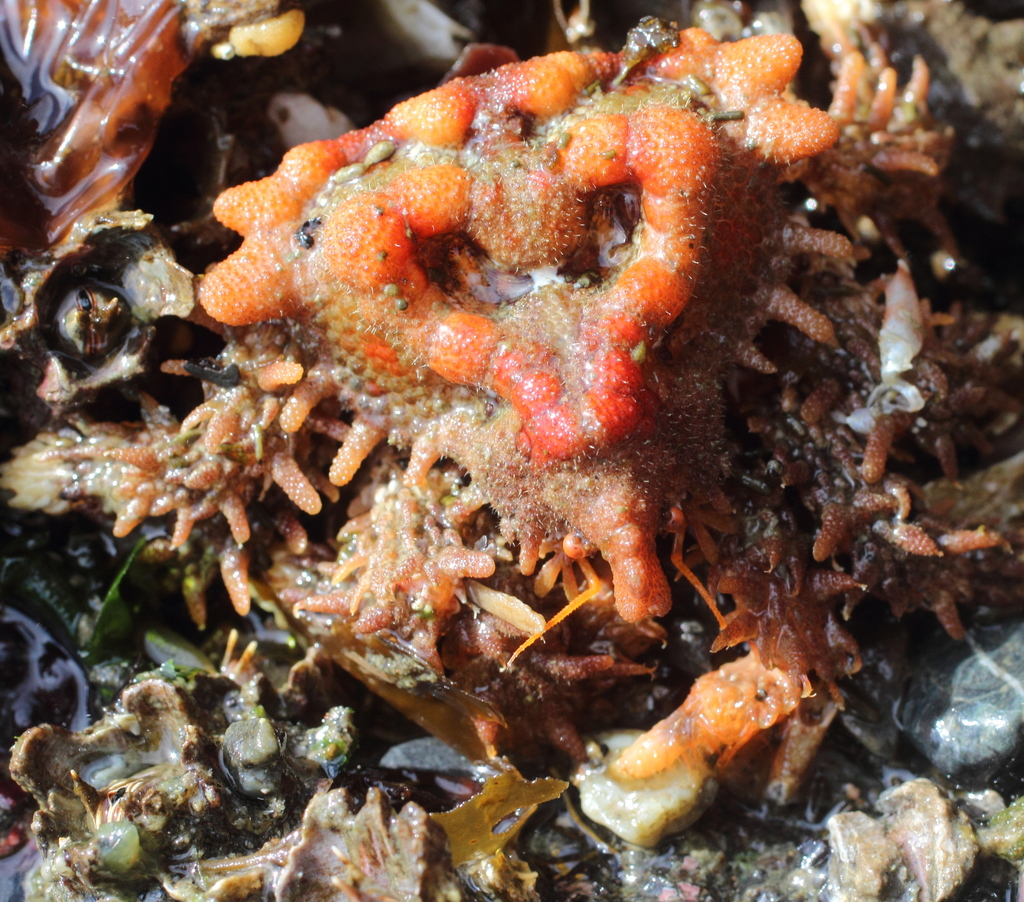 heart crab