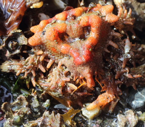 Phyllolithodes papillosus