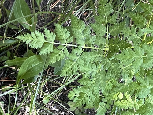 Image of Ligusticum porteri by (c) Brian Finzel, some rights reserved (CC BY-SA)
