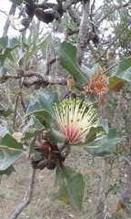 Banksia ilicifolia