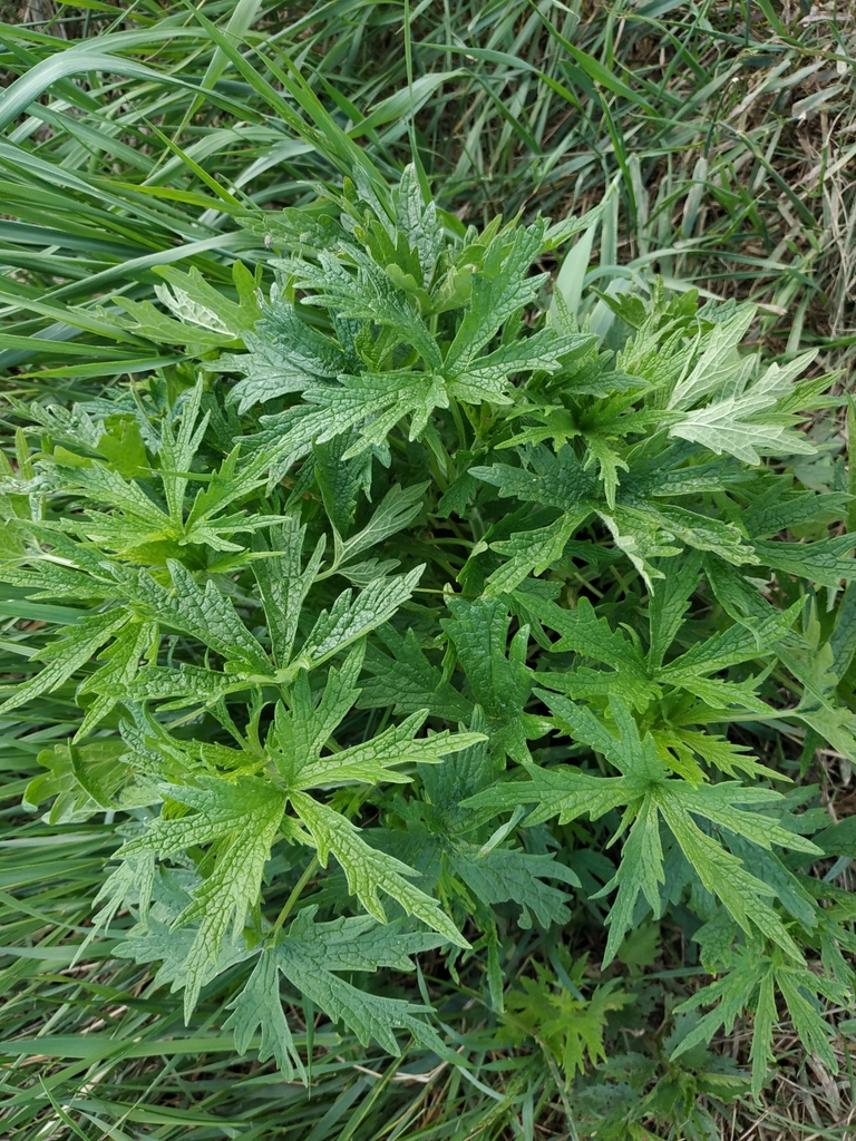 Leonurus glaucescens from Тюменская обл., Россия, 625517 on June 01