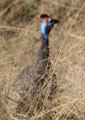 Numida meleagris mitratus