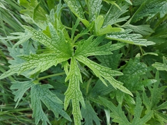 Leonurus glaucescens