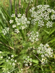 Ptilimnium capillaceum